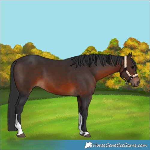 Horse Color:Brown Tobiano