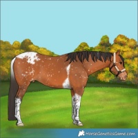 Horse Color:Bay Tobiano Blanket