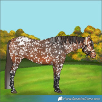 Horse Color:Bay Snowflake Varnish 