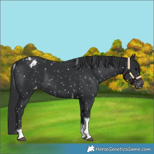 Horse Color:Black Tobiano Appaloosa 