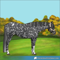 Horse Color:Black Tobiano Snowflake Varnish 