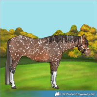 Horse Color:Bay Tobiano Snowflake VarnishRabicano