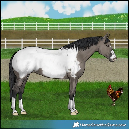 Horse Color:Grullo Near Fewspot 
