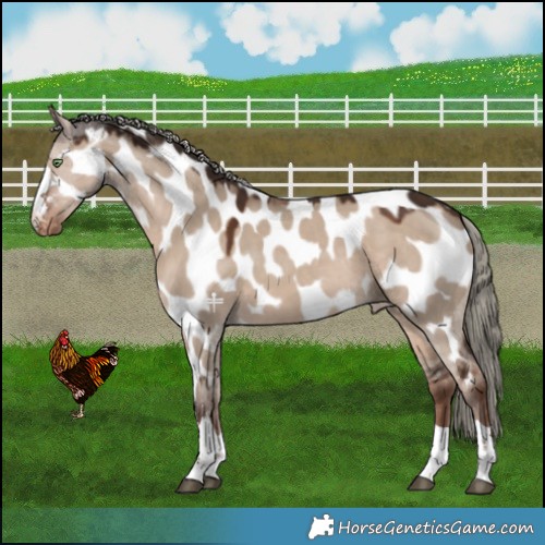 Horse Color:Liver Red Dun Mushroom Near Leopard 