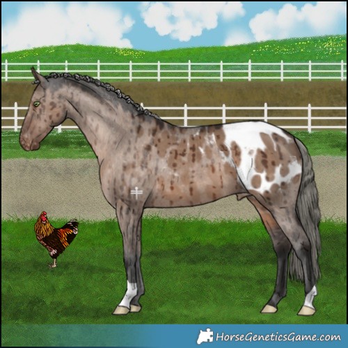 Horse Color:Liver Red Dun Mushroom Blanket Brindle 