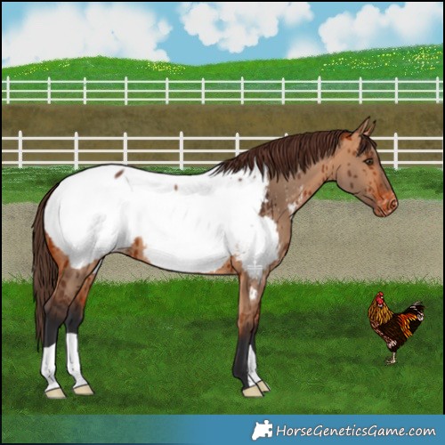 Horse Color:Bay Dun Near Fewspot Brindle 