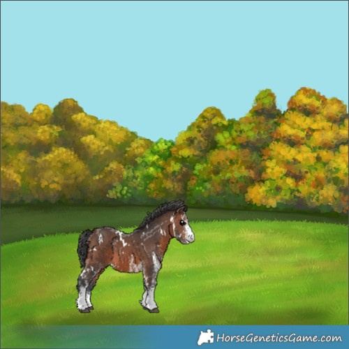 Horse Color:White Spotted Brown 