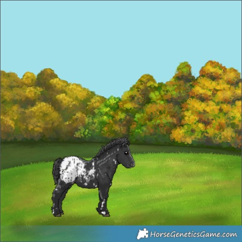 Horse Color:White Spotted Black Blanket 