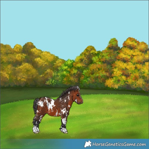 Horse Color:White Spotted Bay 