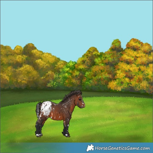 Horse Color:White Spotted Brown Appaloosa 