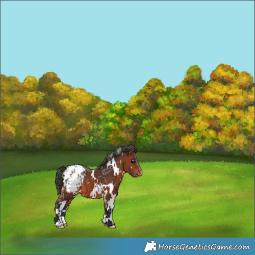 Horse Color:White Spotted Bay Appaloosa