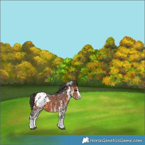 Horse Color:White Spotted Bay Blanket 