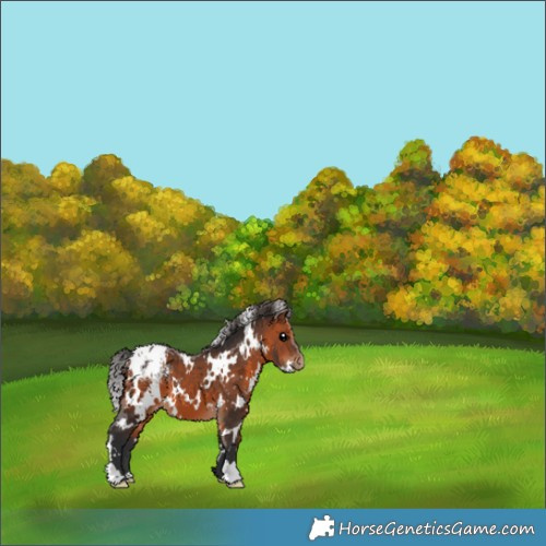 Horse Color:White Spotted Bay Appaloosa