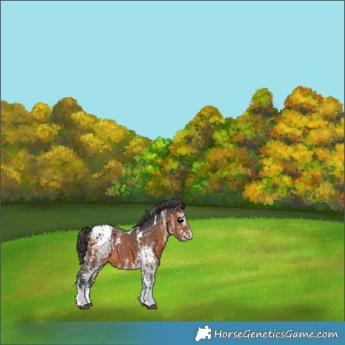 Horse Color:White Spotted Brown Appaloosa 