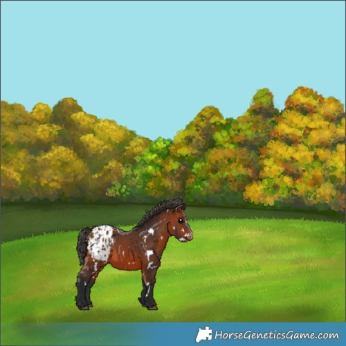 Horse Color:White Spotted Bay Appaloosa 