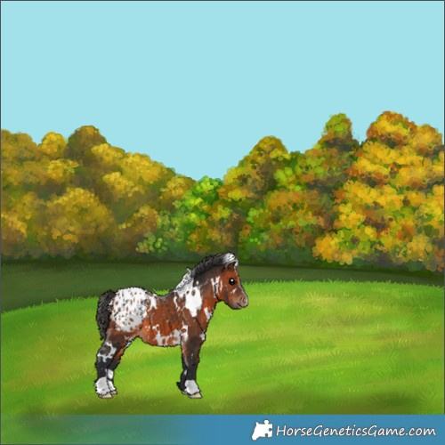 Horse Color:White Spotted Brown Appaloosa 