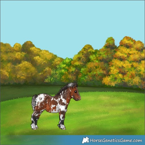 Horse Color:White Spotted Bay Appaloosa 
