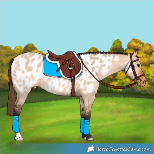 Horse Color:Bay Dun Appaloosa 