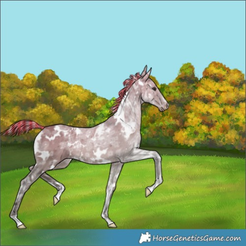 Horse Color:Painted White Spotted Silver Brown Ice Dun Rabicano