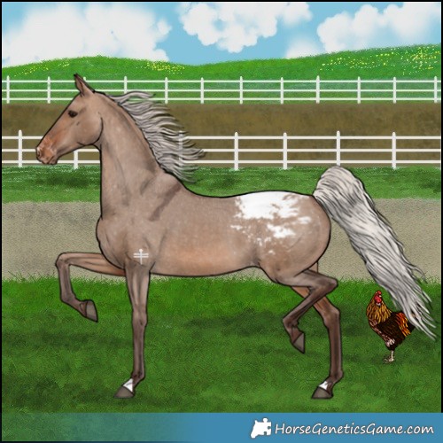 Horse Color:Silver Brown Dun Appaloosa 