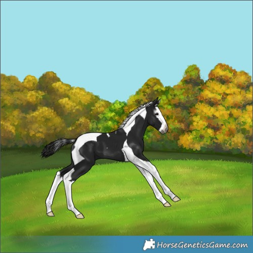 Horse Color:Gray Black Splash Tobiano 