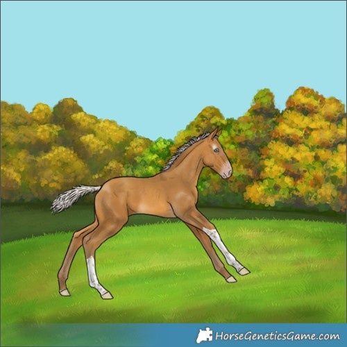 Horse Color:Gray Silver Amber Cream Champagne Tobiano Rabicano 