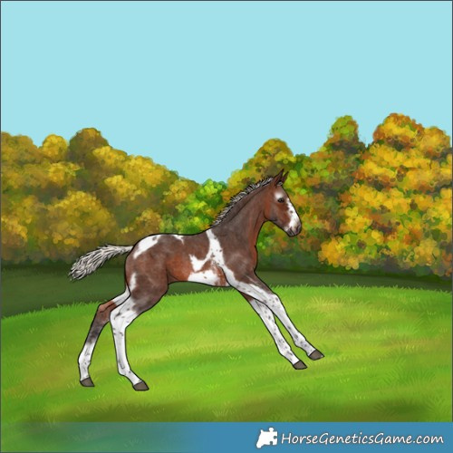 Horse Color:Gray Silver Bay Sabino Tobiano Frame Rabicano 