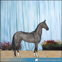 Horse Color:Grullo Rabicano Brindle 