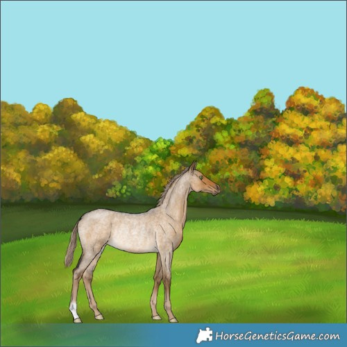 Horse Color:Chocolate Palomino Roan Dun Rabicano