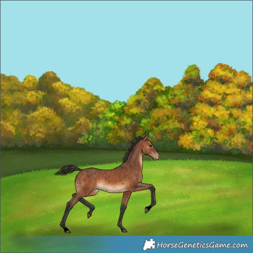 Horse Color:Void Bay Appaloosa 