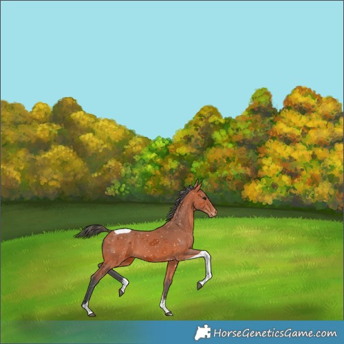 Horse Color:Bay Merle Tobiano Appaloosa 
