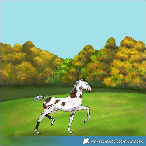 Horse Color:Gray Bay Harlequin Merle Tobiano Appaloosa 