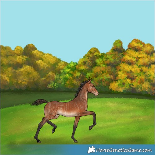 Horse Color:Void Bay Dun Appaloosa  and Void Bay Appaloosa 