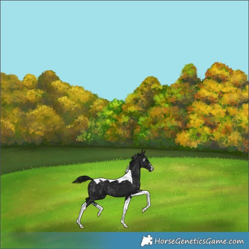 Horse Color:Gray Brown Sabino Tobiano Appaloosa 