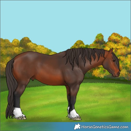 Horse Color:Bay 
