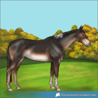 Horse Color:Liver Chestnut Tobiano Rabicano 