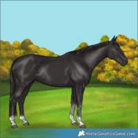 Horse Color:Liver Chestnut Tobiano Rabicano 