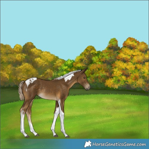 Horse Color:Chocolate Palomino Mushroom Tobiano Rabicano 