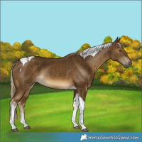 Horse Color:Chocolate Palomino Mushroom Tobiano Rabicano
