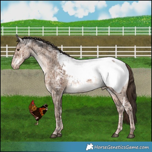 Horse Color:Liver Red Dun Ice Appaloosa Brindle 