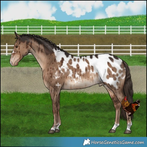 Horse Color:Liver Red Dun Near Leopard Brindle 