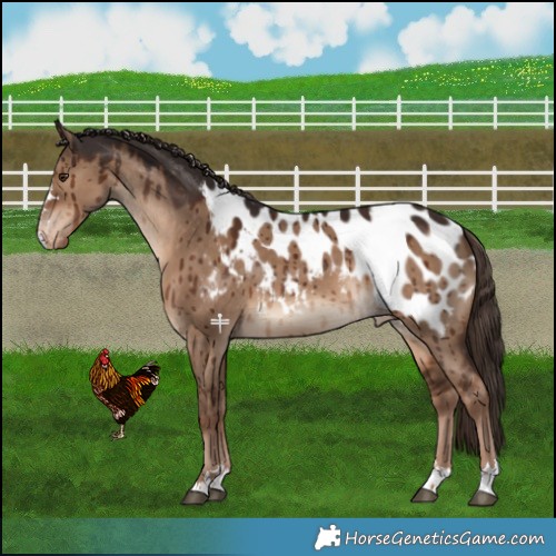 Horse Color:Liver Red Dun Appaloosa Brindle 