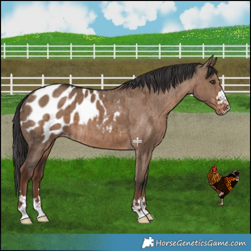 Horse Color:Liver Red Dun Blanket Brindle 