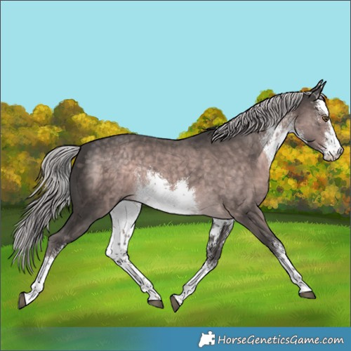 Horse Color:Platinum White Spotted Chocolate Palomino Rabicano 