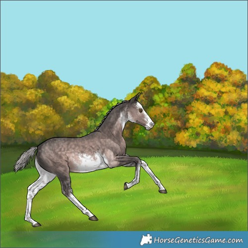 Horse Color:Platinum White Spotted Chocolate Palomino Rabicano 