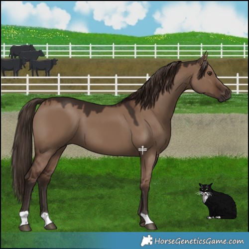 Horse Color:Liver Red Dun 