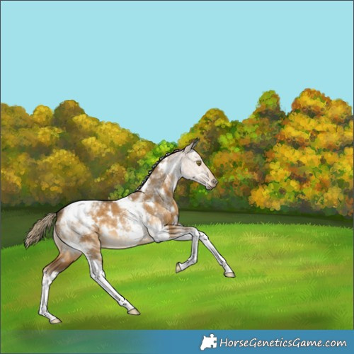 Horse Color:White Spotted Chocolate Palomino Dun Tobiano