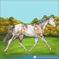 Horse Color:White Spotted Chocolate Palomino Dun Tobiano 
