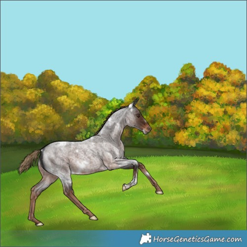 Horse Color:White Spotted Liver Red Roan