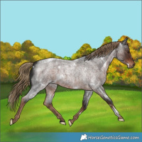 Horse Color:White Spotted Liver Red Roan 